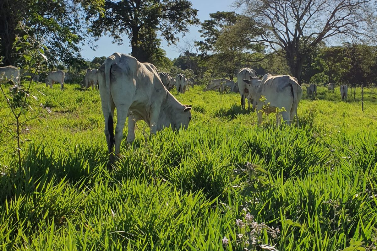 Brazilian Farmer shows ranching can regnerate