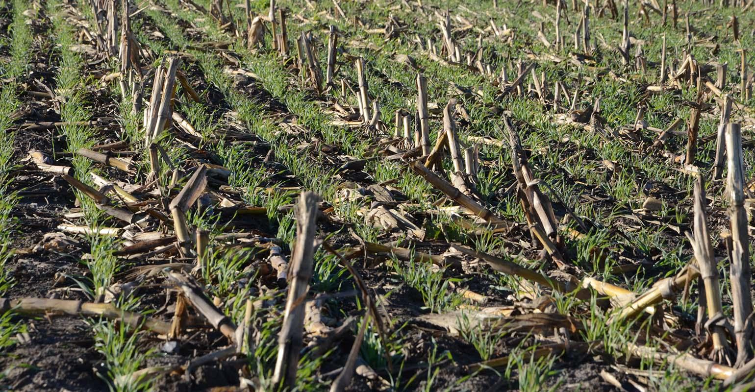 Can cover crops, conservation tillage be profitable?
