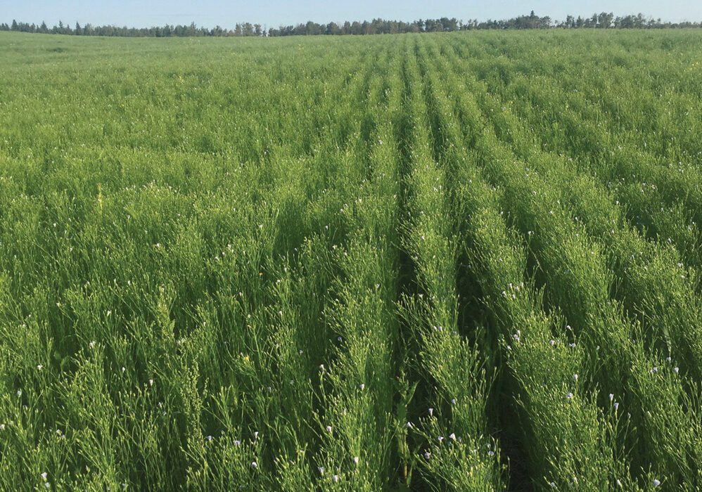 Regenerative agriculture beats high input costs