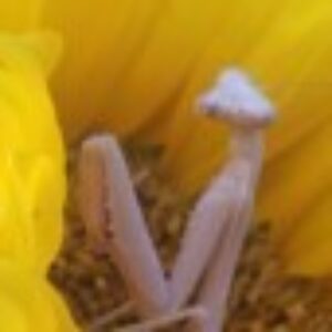 Profile photo of Christopher Whitehorn