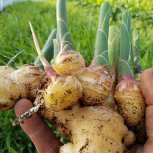 Profile photo of Dan Oostenbrink