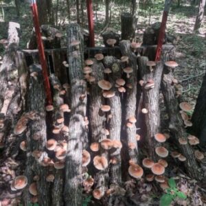 Profile photo of David Corbett