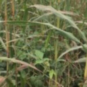 Profile photo of Douglas Koehn