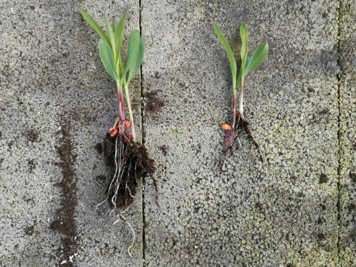 SANASOIL ROOTS