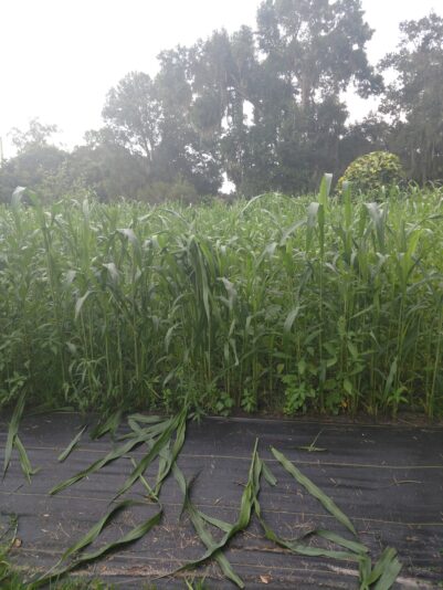 IMG_20210824_190249046_BURST001