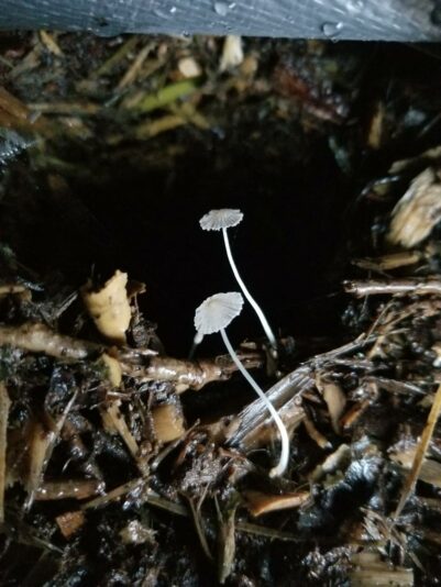 Parasol coprinus