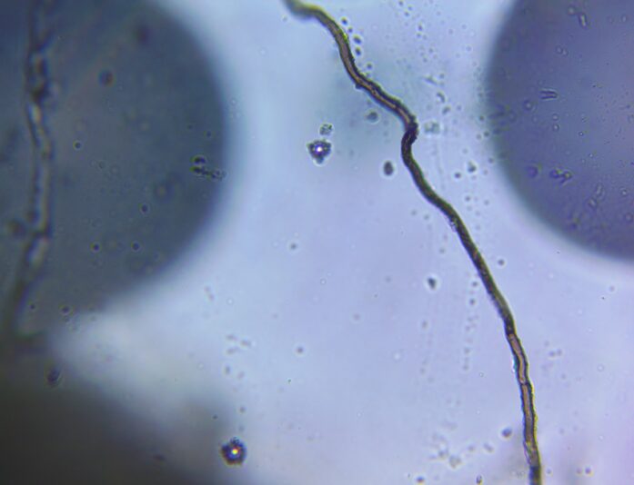 Fungi daikon 1-9-23