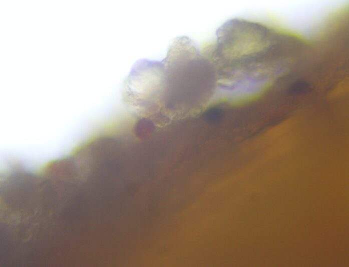 Arbusculeglomus