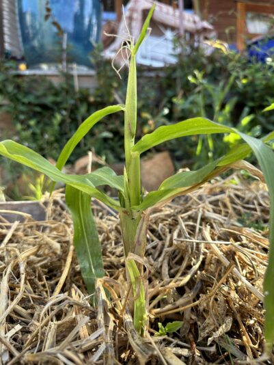 466378922_1540409729942975_3184221930917787264_n