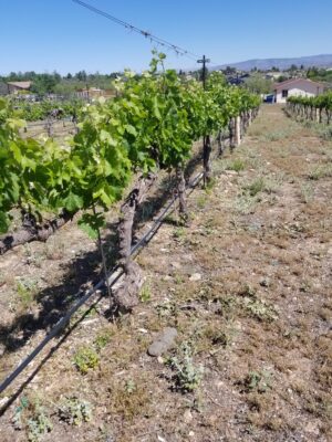 Freitas Merlot