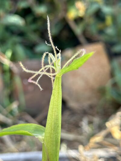 466863974_1540409743276307_4026652686460247383_n