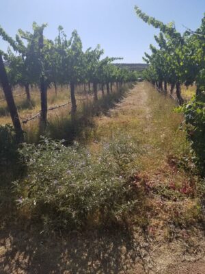 weed margins