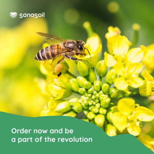 SANASOIL REGEN 3