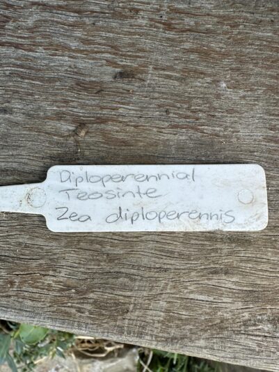 466595110_1540409803276301_2275527969259723734_n