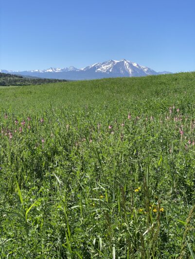 Beta diverse pasture