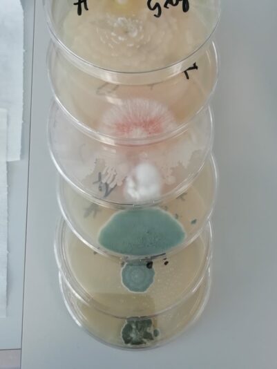 SANASOIL MICRO ORGANISMS