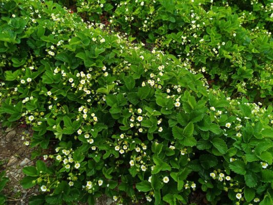 WhatsApp Image 2021-05-23 at 3.12.56 PM