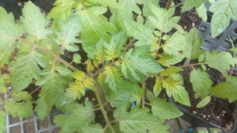 IMG_20220408_090843_1