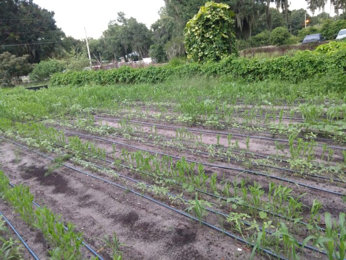 IMG_20210809_195351577_BURST001