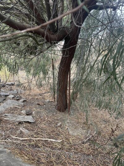 461530102_1509885416328740_1206936169654433185_n