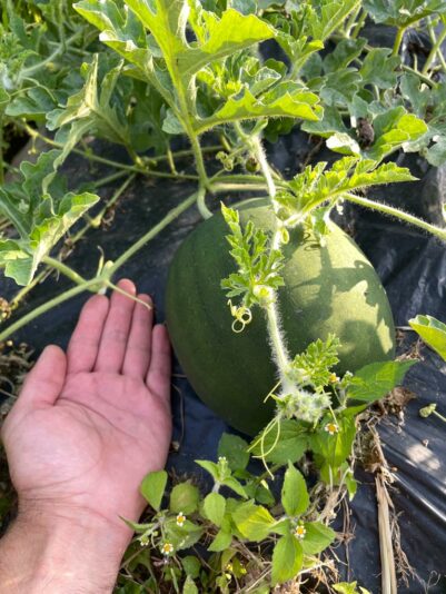 SANASOIL YIELD 1