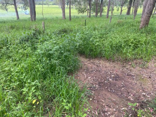 Diversity of species coming up at a Truegraze feed point