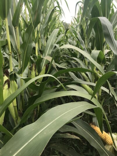 B2029FE8-F780-475D-BBD8-48F43BC07CB9