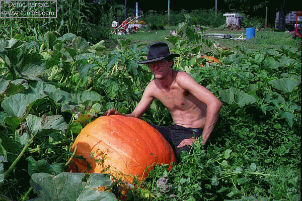 pumpkin1