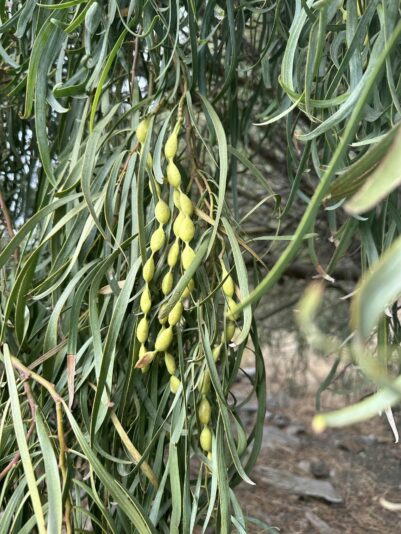 461455908_1509885402995408_2600946742391483162_n