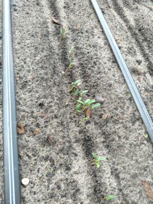 IMG_20210720_172448624