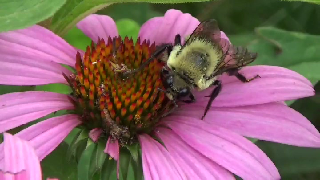 wild pollinators