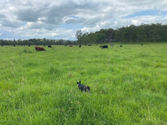 Rotational Grazing Results