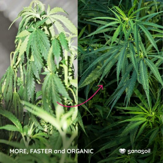 SANASOIL YIELD 2
