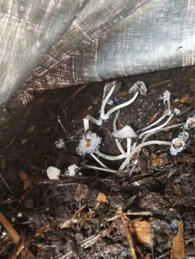 Coprinus
