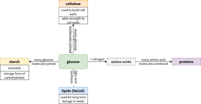 glucose_processes